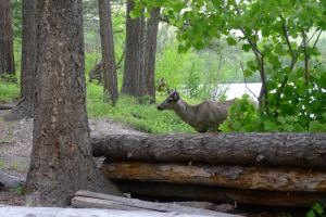 our deer friend